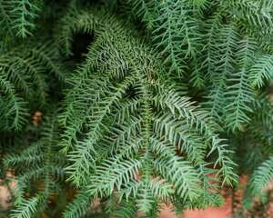 澳洲杉怎么修剪