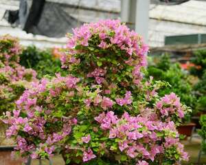 三角梅的花语，寓意和象征