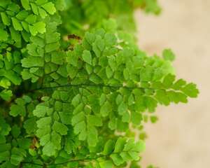 荷叶铁线蕨是什么植物