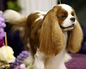 查理士王小猎犬好养吗？查理士王小猎犬饲养方法介绍