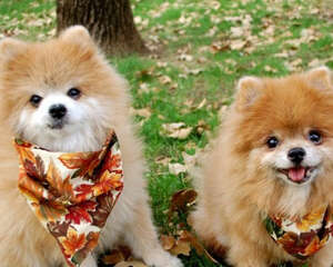 如何防止狗狗耍心机