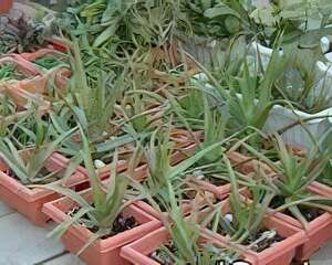 药用保健植物——芦荟简介