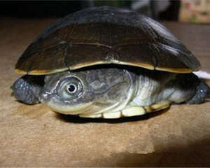 东非侧颈龟的品种简介
