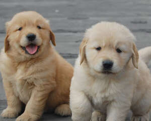 如何判断是否给狗狗吃多了