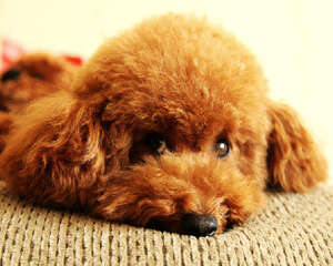 优质狗粮应该含有的成分