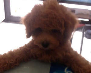 宠物营养品成分中的Ω3、Ω6、DHA、EPA指的是什么