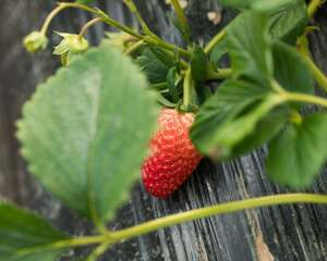 草莓烂根怎么处理