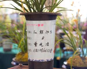 兰花的花语是什么