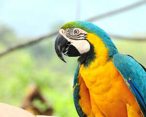 鹦鹉维生素的缺乏解决方法