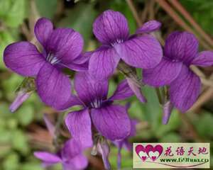 紫花地丁的花语：诚实