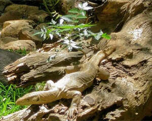 孟加拉巨蜥的栖息环境