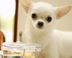 狗狗排尿频繁的原因