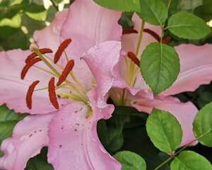 香水花和臭味花，一个香一个臭，千万别养错了！