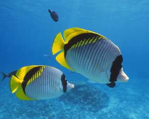 怎样预防鱼类的寄生虫