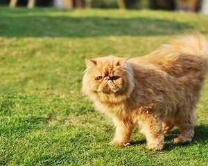 为什么不能剪猫胡子