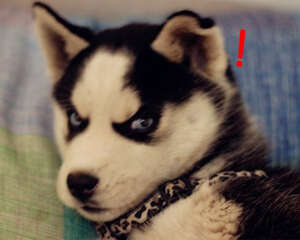 如何控制哈士奇的食量