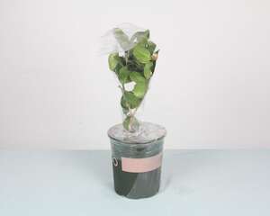 山茶花秋天怎么养