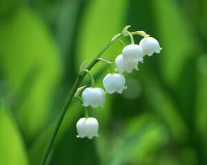 铃兰花语