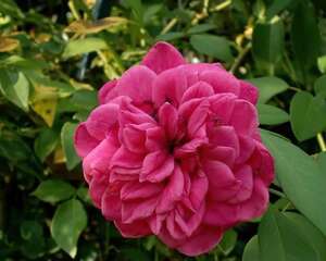爱弗的玫瑰 Ivor’s Rose
