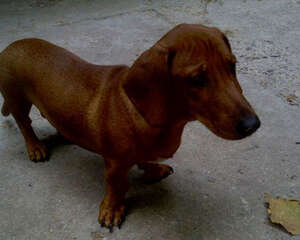 怎么给腊肠犬进行日常护理?