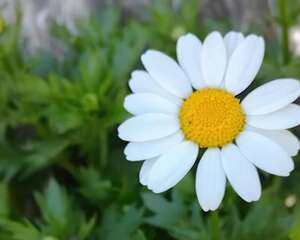 白晶菊
