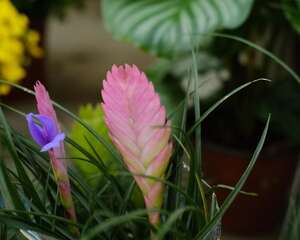 铁兰有哪些品种