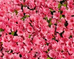 杜鹃花的花语