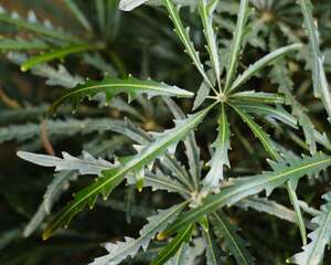 孔雀木怎么繁殖