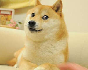 神烦狗柴犬doge是如何红起来的