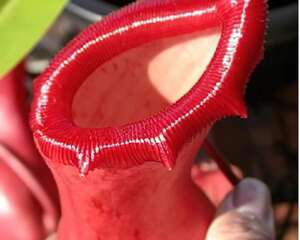 美丽猪笼草（图）