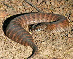 澳洲金刚蛇