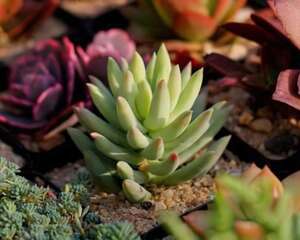 千佛手 Sedum sediforme