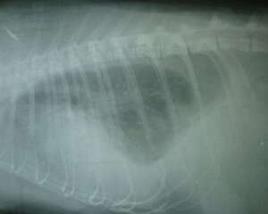 猫乳糜胸的治疗