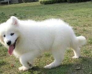 萨摩耶性格怎么样？萨摩耶性格分析