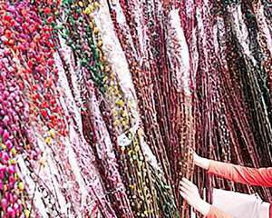 银柳采后处理实务流程