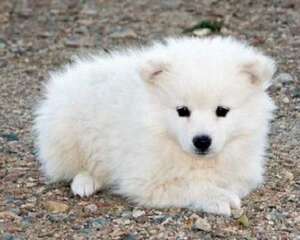 爱斯基摩犬价格多少？爱斯基摩犬价格盘点