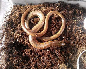 帝王蛇蜥的饲养环境