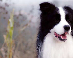 狗狗洗完澡发抖的原因