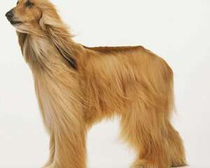 阿富汗猎犬有几种颜色