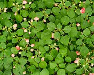 凤仙花冬天能种吗