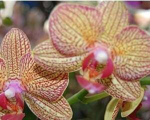 蝴蝶兰兄弟女孩图片