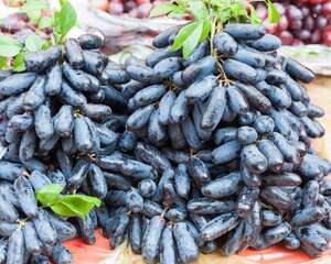 不同品种的葡萄花期介绍，葡萄花期多长时间