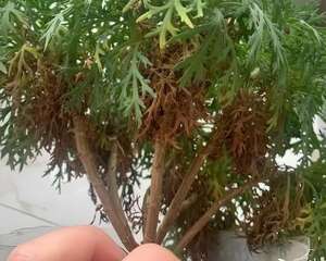 叶子黄一半，有紧急情况，赶紧救！