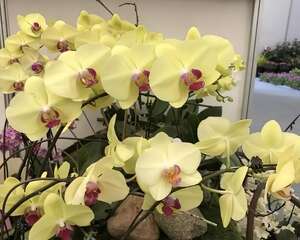 爷爷养了一盆“蝴蝶花”，一根枝上开出百朵花，谁见了都直夸！