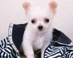 下班后可以陪狗狗干什么