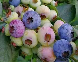 天冷就养它，冻完开花结果子，明年丰收一大盆！