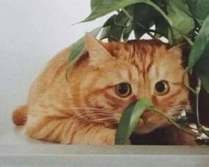 橘猫详细介绍 橘猫世界大揭秘