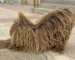 波利犬的喂食要点