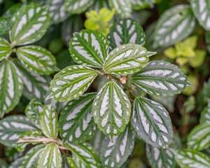 冷水花有毒吗，可以养在哪儿