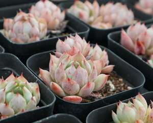 多肉砍头后老桩不发芽的原因